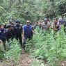 Ditemukan Lagi 1.680 Pohon Ganja di 7 Lokasi di Lereng Gunung Semeru