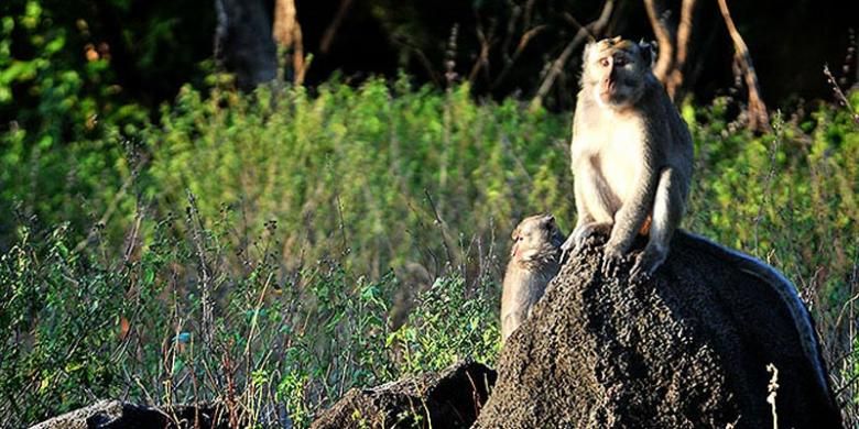 Monyet di Taman Nasional Baluran, Situbondo, Jawa Timur, Jumat (2/5/2014).