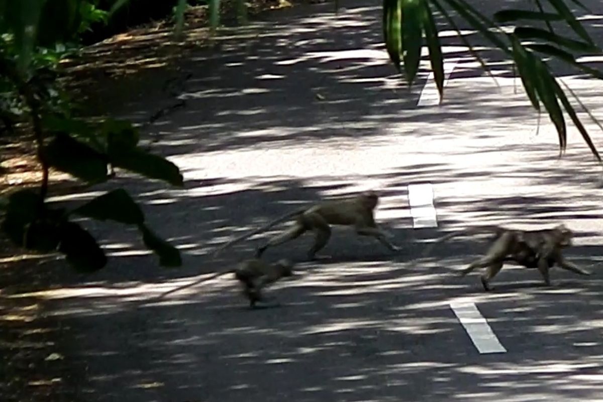 Kawanan monyet ekor panjang menyebrang jalan di Kalurahan Purwodadi, Kapanewon Tepus, Gunungkidul.