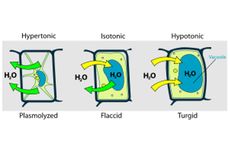 Plasmolisis, Peristiwa Mengerutnya Sel Tumbuhan