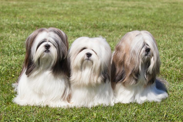 Ilustrasi anjing Lhasa apso.