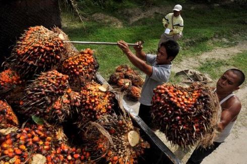 Lawan Diskriminasi Sawit Uni Eropa, Indonesia PDKT 5 Firma Hukum