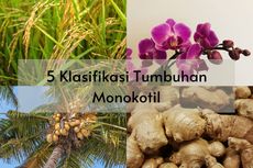 5 Klasifikasi Tumbuhan Monokotil