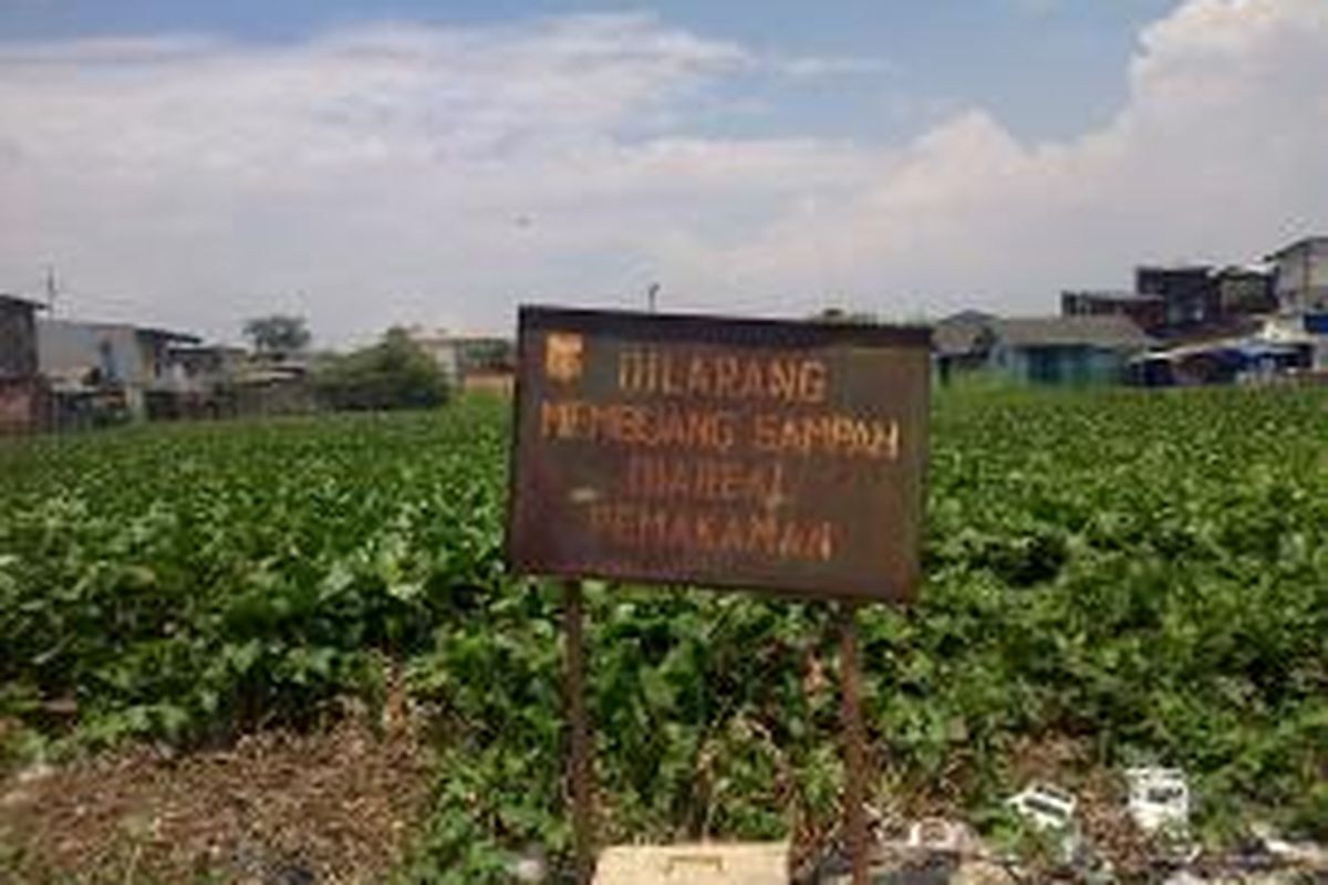 Taman Pemakaman Umum Kapuk Teko, Kapuk, Jakarta Barat ditumbuhi eceng gondok.