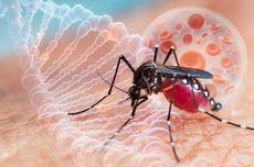 Mengenal ASEAN Dengue Day, dari Sejarah hingga Gerakan Nasional Waspadai DBD dari Waktu ke Waktu