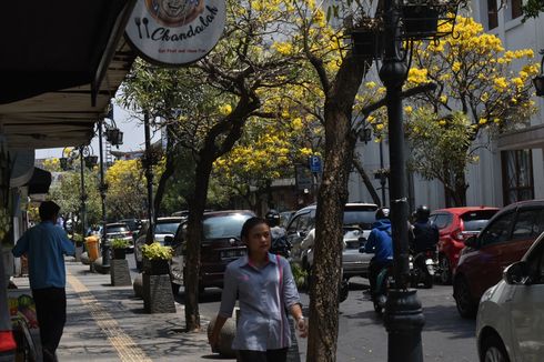 Bermekaran, Indahnya Bunga Tabebuya di Jalan Braga, Bandung