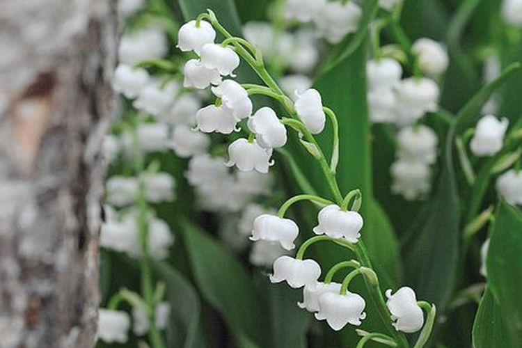 Lily of the Valley.