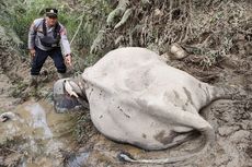Lilik, Gajah Jinak di Aceh Timur Mati Terinjak Puluhan Gajah Liar