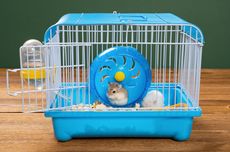 7 Tips Memilih Kandang Hamster yang Tepat