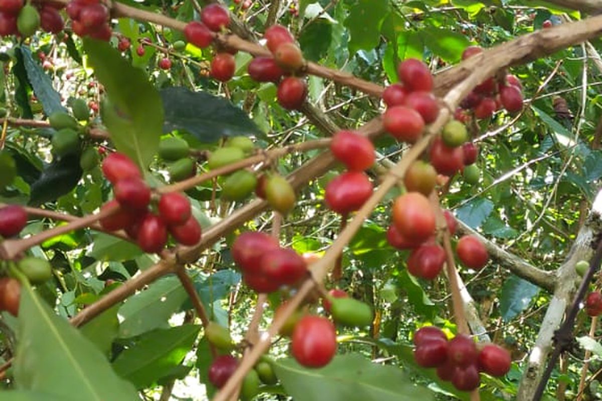 Kopi Robusta Manggarai Timur, Flores, NTT, Kamis, (6/10/2022)