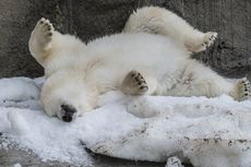 Hadapi Suhu Panas, Kebun Binatang di Rusia Beri Makan Hewannya Es Krim