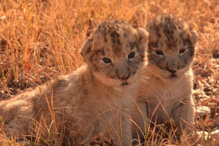 Pertama di dunia, Isabel dan Victor adalah dua bayi singa yang baru saja lahir dari proses inseminasi buatan.