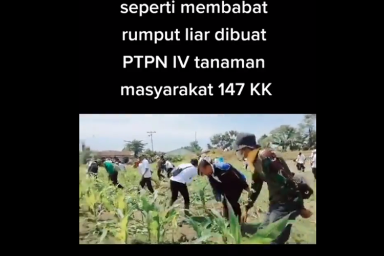 Tangkapan layar video viral bernarasi pihak PTPN IV diduga membabat tanaman jagung milik warga.