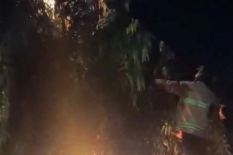Damkar Evakuasi Sarang Tawon Vespa di Pasar Argosari Wonosari, Gunakan Metode Bakar