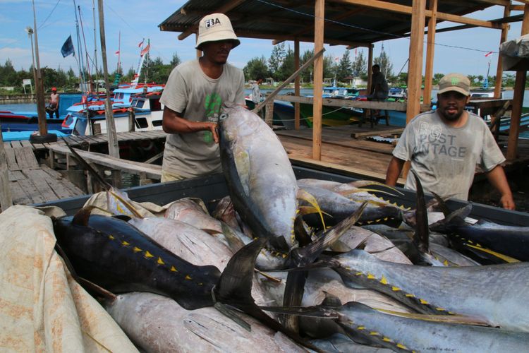 Nelayan merapikan ikan tuna sirip kuning dari kapal ke mobil di Pelabuhan Nelayan Ulee Lheue, Kecamatan Meuraxa, Kota Banda Aceh, Kamis (8/1/2015),