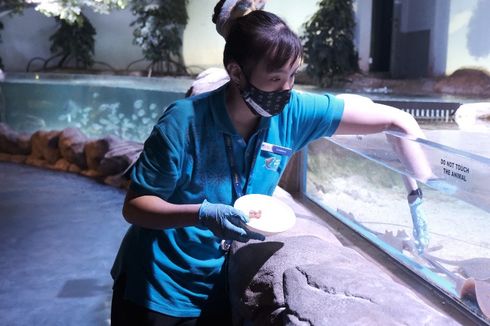 PPKM Darurat, Bisnis Jakarta Aquarium Anjlok hingga 90 Persen
