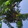 Warga Gempar, Pohon Pisang Unik di Madiun Ini Bisa Bertandan Empat 