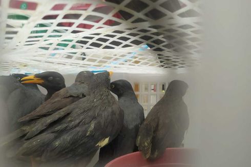 2.440 Burung Ditumpuk Dalam Keranjang Buah untuk Diselundupkan