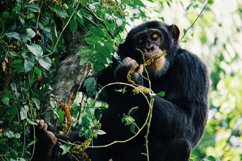 Simpanse di Hutan Afrika Gunakan Taktik Perang untuk Mengintai Lawan