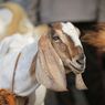 Sumsel Siapkan 29.000 Sapi dan 45.000 Kambing untuk Hewan Kurban