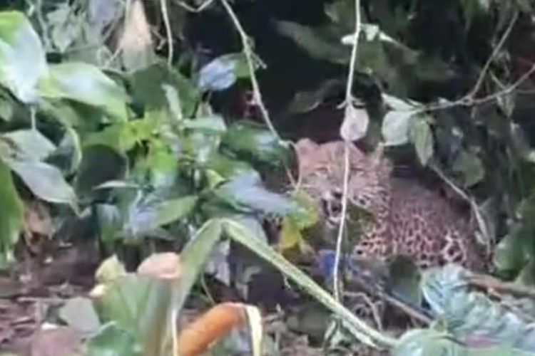 Macan Tutul yang Terjerat Jebakan di Gunung Mas Bogor Kini Dirawat di TSI
