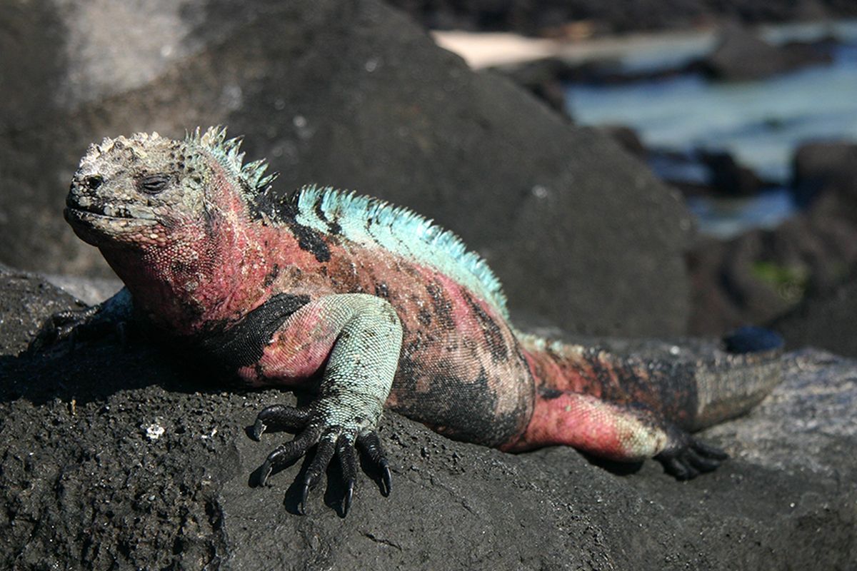 Iguana laut