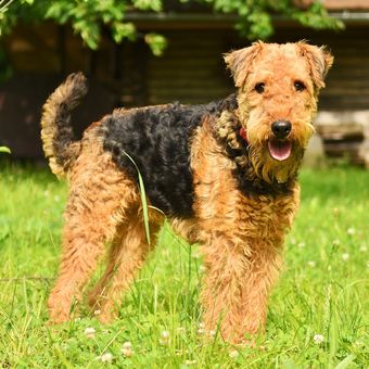 Ilustrasi ras anjing Airedale Terrier. 