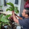 Cerita Dimas, Sukses Kembangkan Budidaya Tanaman Bonsai Kelapa Beromzet Jutaan Rupiah