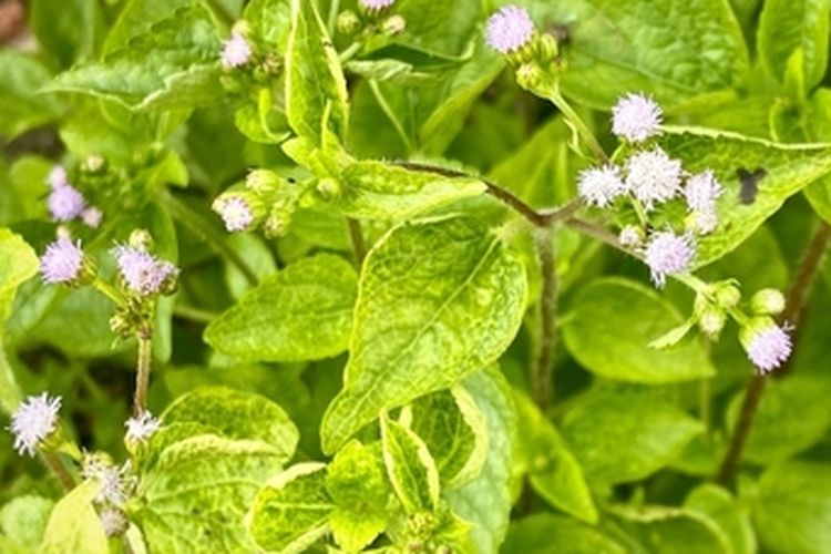 Tanaman babadotan yang dapat digunakan sebagai pestisida nabati