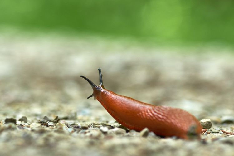 Ilustrasi siput