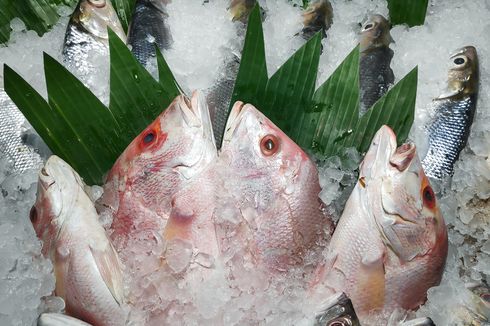 4 Cara Olah Ikan Kakap Segar agar Tidak Amis, Saran dari Chef