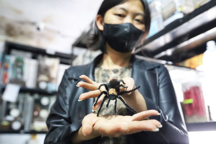 Ming Cu memperlihatkan laba-laba peliharaannya. Dari awal suka tarantula, kini ia memelihara 3.000 tarantula dan membuka toko. Keuntungannya mencapai puluhan juta. 