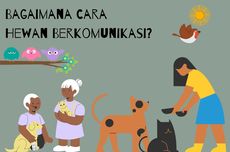 Bagaimana Cara Hewan Berkomunikasi?