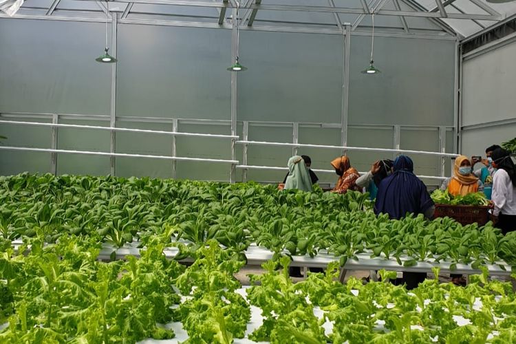 Greenhouse berisi aneka sayuran di Desa Bantan, Belitung, Sabtu (20/3/2021).