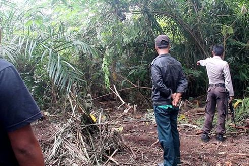 Beruang Madu Terperangkap di Kebun Sawit, Warga Takut Mendekat