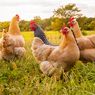 Produksi Surplus Bikin Harga Ayam Tidak Stabil