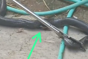 Ular Kobra Telan Pisau Dapur di Karanganyar: Perut Sobek, Masih Hidup Saat Dievakuasi