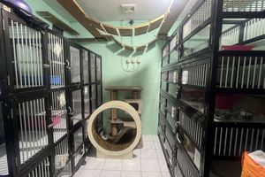 Anabul Ikut “Liburan”: Cerita Hotel Kucing Saat Musim Mudik Lebaran