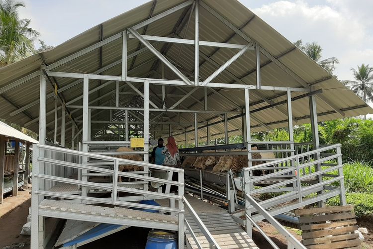 Salah satu kandang dengan sistem terkoleksi milik Vita Krisnadewi yang ada di Sinatria Farm. Kandang ini mampu memisahkan urin dengan kotoran domba, sehingga tidak bau.