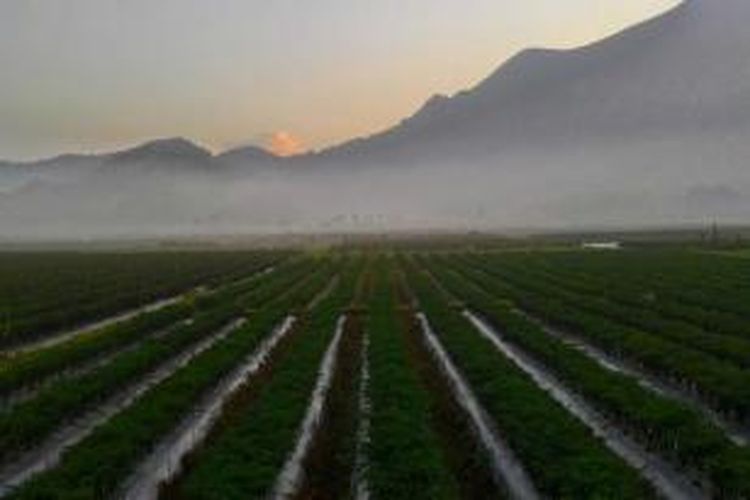 Foto dari kamera smartphone menunjukkan pemandangan kebun cabai di kaki Pergasingan, di Desa Sembalun Lawang, Lombok Timur. Aktivitas Gunung Barujari di Kaldera Gunung Rinjani, tidak banyak mempengaruhi kehidupan warga Desa Sembalun Lawang yang letaknya di sebelah timur gunung, karena abu vulkanik terlihat mengarah ke barat.