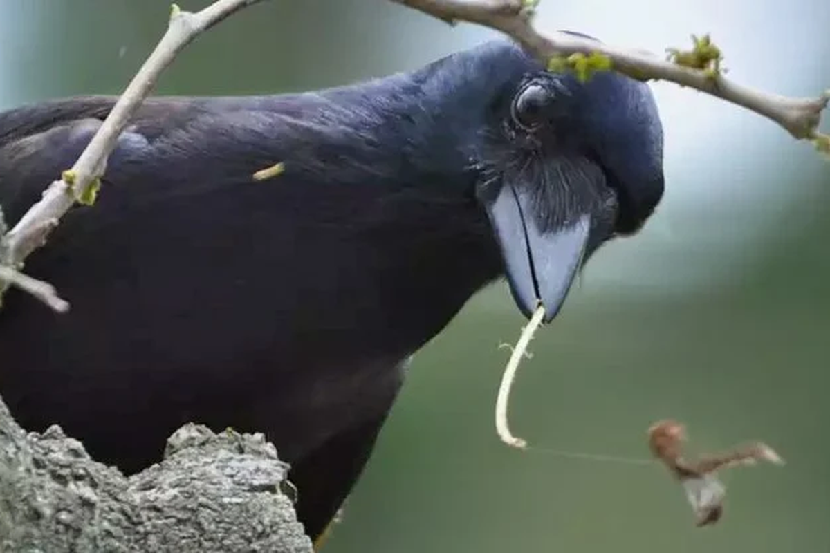 Gagak Kaledonia Baru (Corvus moneduloides)
