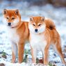 6 Ras Anjing yang Mirip Rubah, dari Corgi sampai Akita Inu
