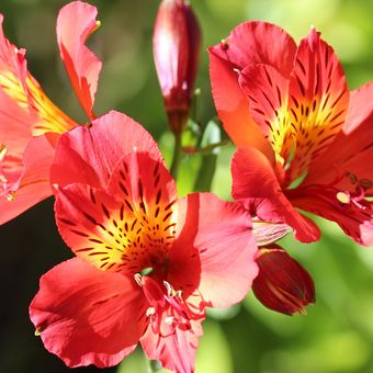 Ilustrasi bunga Alstroemeria. 