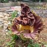 Bunga Bangkai Ditemukan Tumbuh di Dekat Taman Merdeka Depok