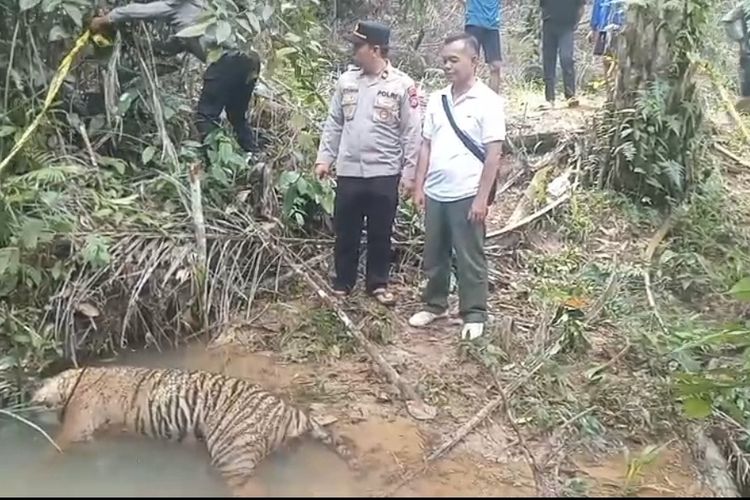 Polisi dan BKSDA Selidiki Temuan Harimau Mati di Mukomuko Bengkulu