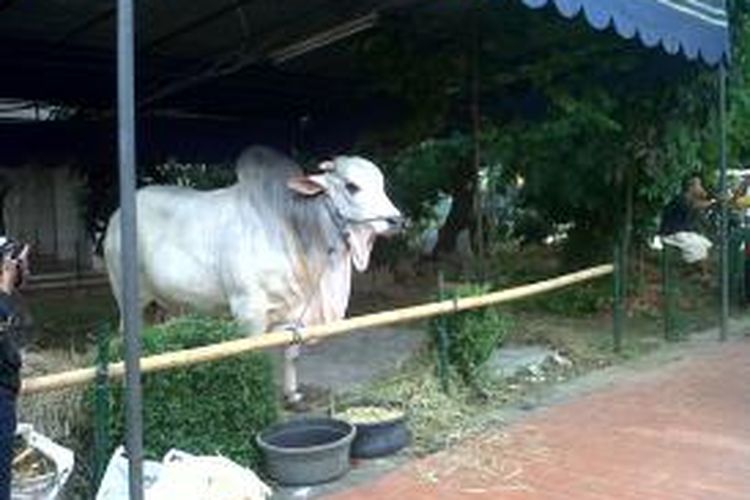Seekor sapi berwarna putih tiba di pekarangan taman Masjid Istiqlal Jakarta sekitar pukul 10.15 wib, Senin (14/10/2013).Sapi tersebut adalah hewan kurban sumbangan Presiden Susilo Bambang Yudhoyono.Kompas.com/Ummi Hadyah Saleh