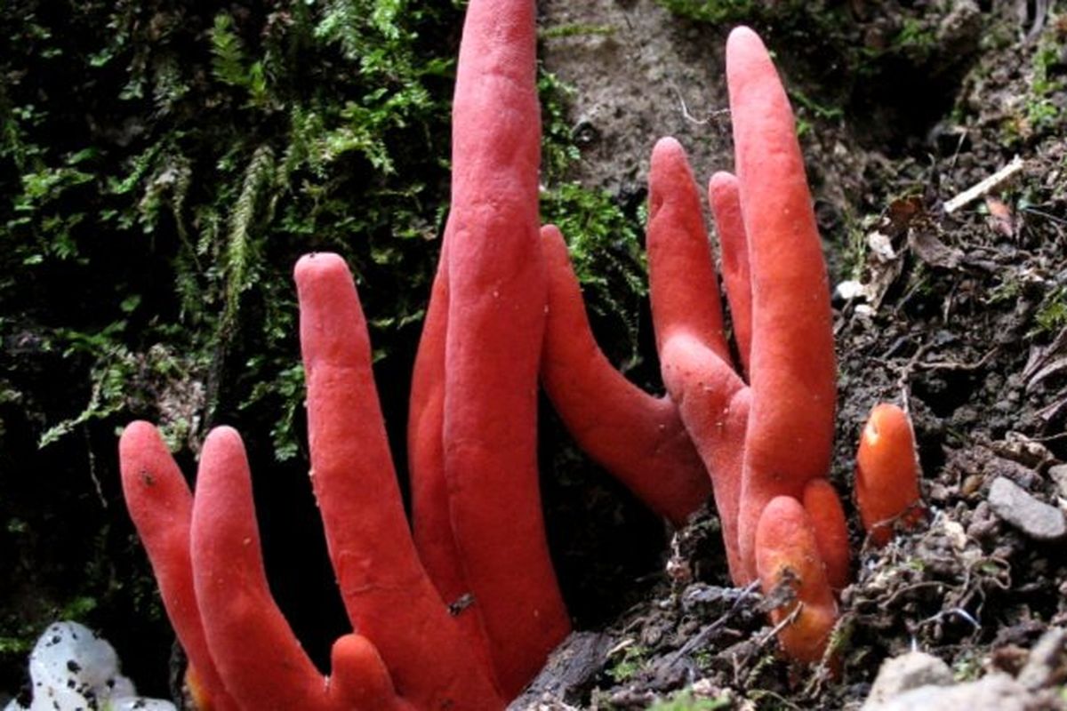 Podostroma cornu-damae, salah satu jenis jamur paling mematikan di dunia.