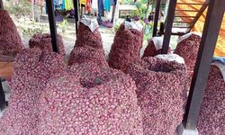 Sempat Turun, Pasokan Bawang Merah Dipastikan Kembali Normal pada Juni-Juli 2022