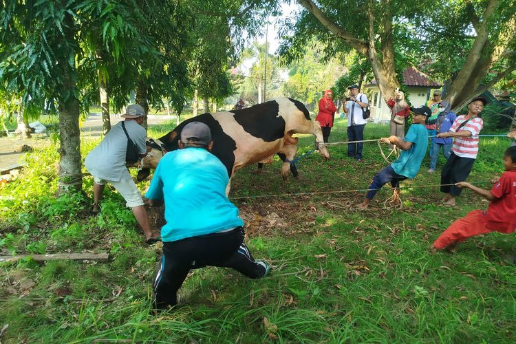 Rahasia Sapi Presiden 