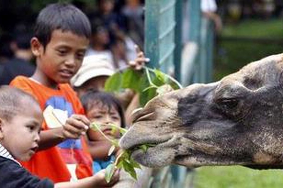 Pengunjung memberi makan unta di Taman Margasatwa Ragunan, Jakarta Selatan.